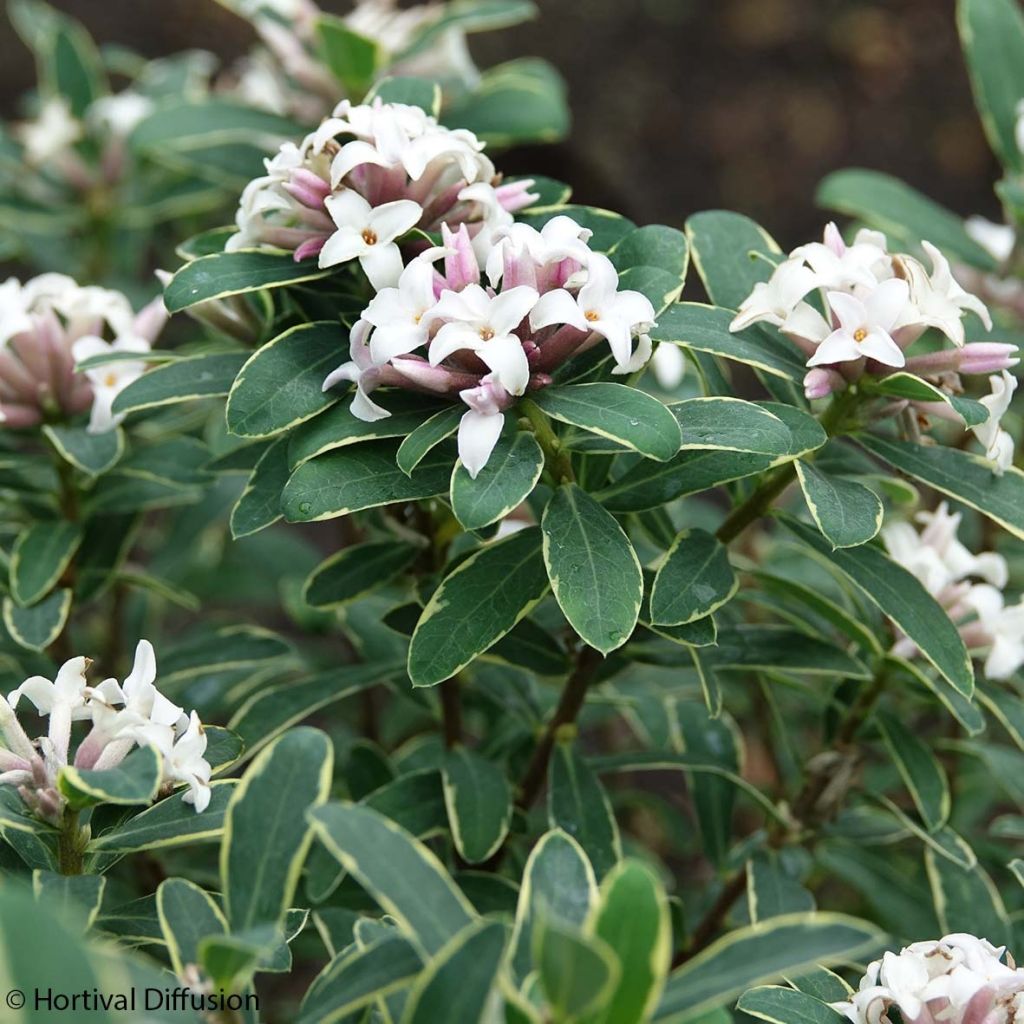 Daphne transatlantica Summer Ice - Dafne