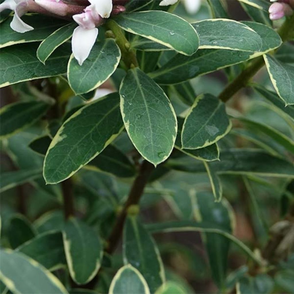 Daphne transatlantica Summer Ice - Dafne