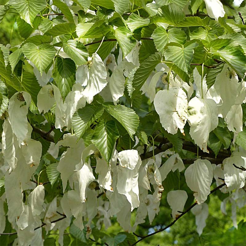 Davidia involucrata var. vilmoriniana - Albero dei fazzoletti