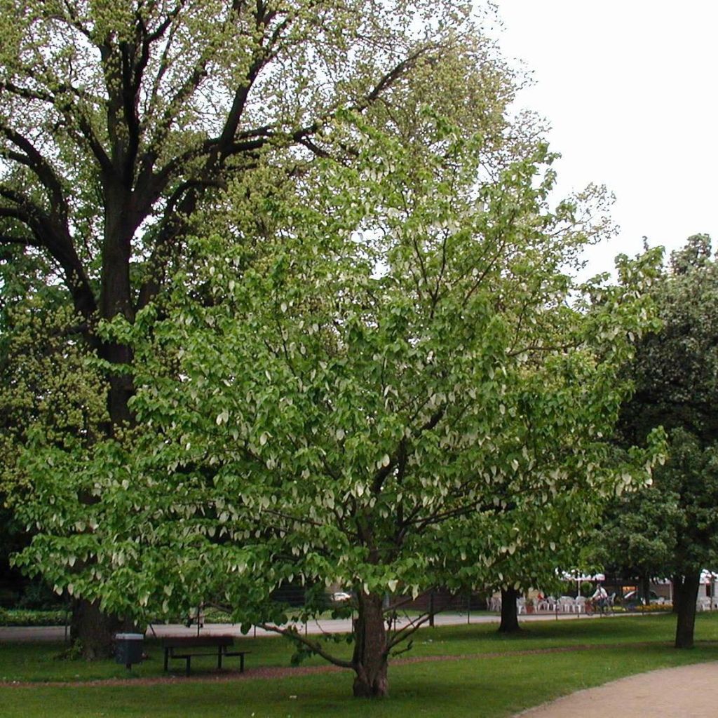 Davidia involucrata var. vilmoriniana - Albero dei fazzoletti