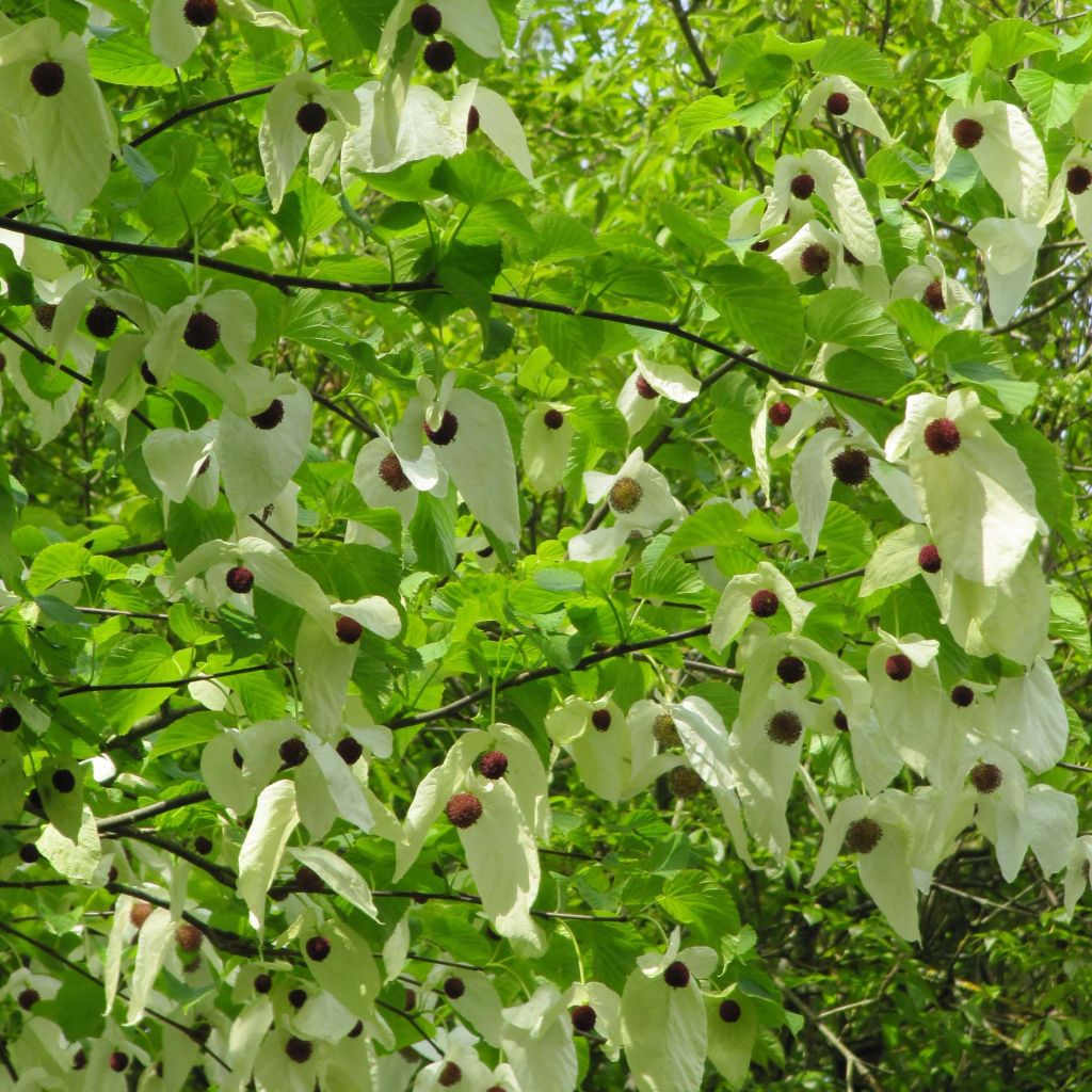 Davidia involucrata var. vilmoriniana - Albero dei fazzoletti