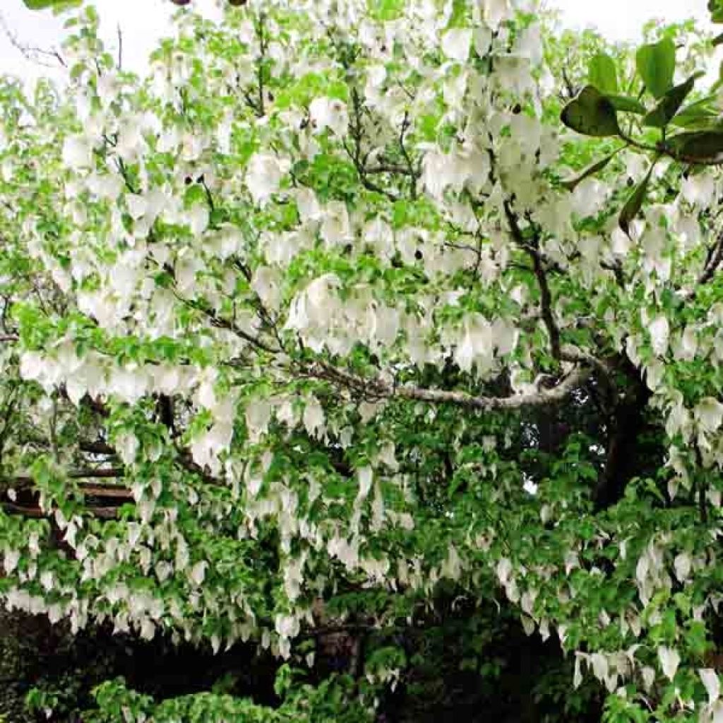 Davidia involucrata var. vilmoriniana - Albero dei fazzoletti