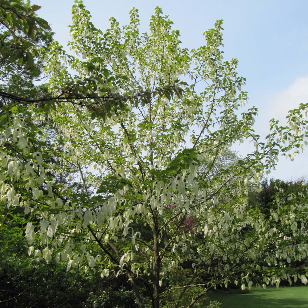 Davidia involucrata - Albero dei fazzoletti