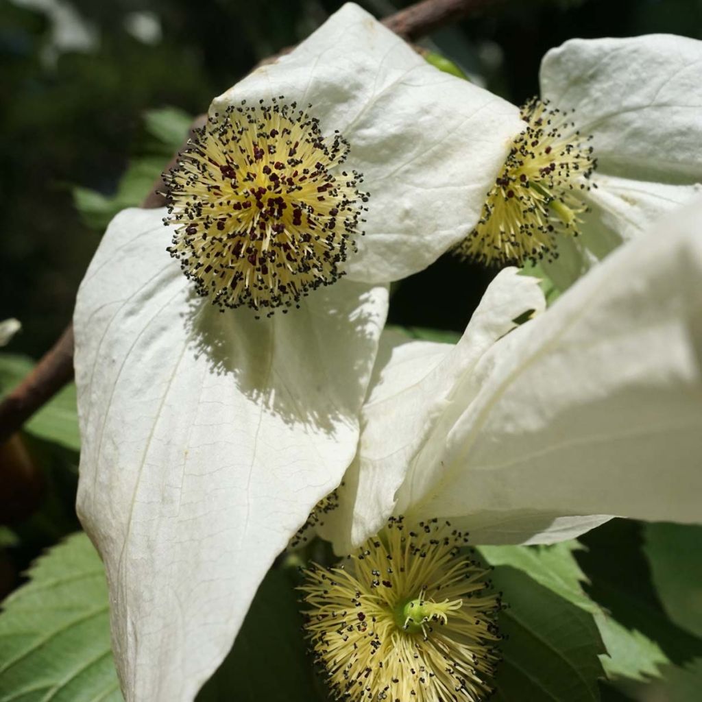 Davidia involucrata - Albero dei fazzoletti