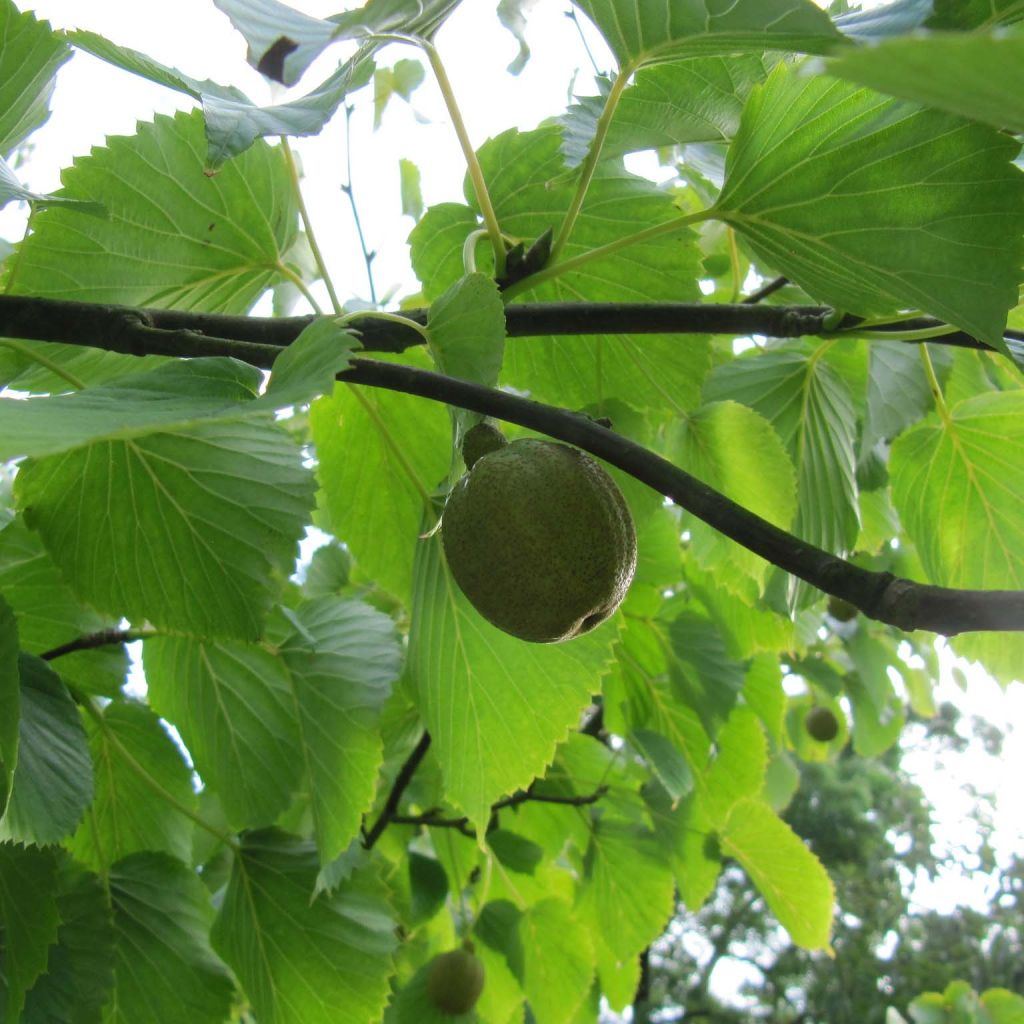 Davidia involucrata - Albero dei fazzoletti