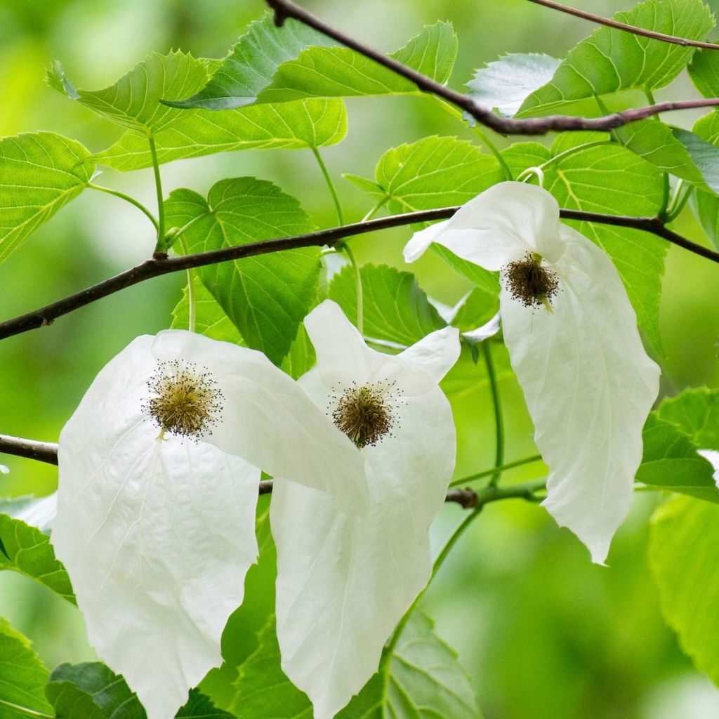 Davidia involucrata - Albero dei fazzoletti