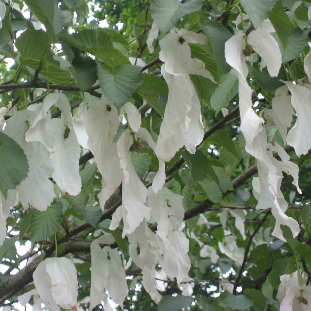 Davidia involucrata Sonoma - Albero dei fazzoletti