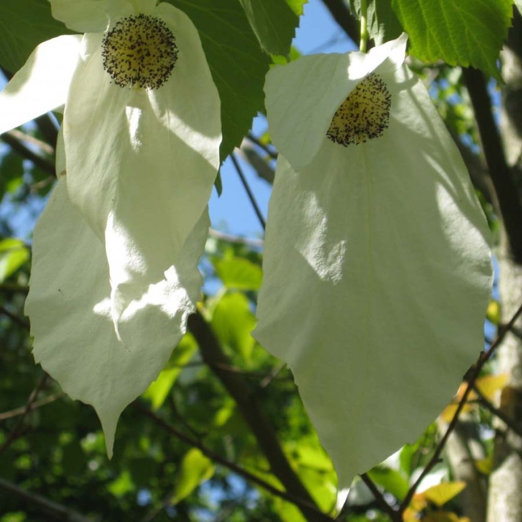 Davidia involucrata Sonoma - Albero dei fazzoletti