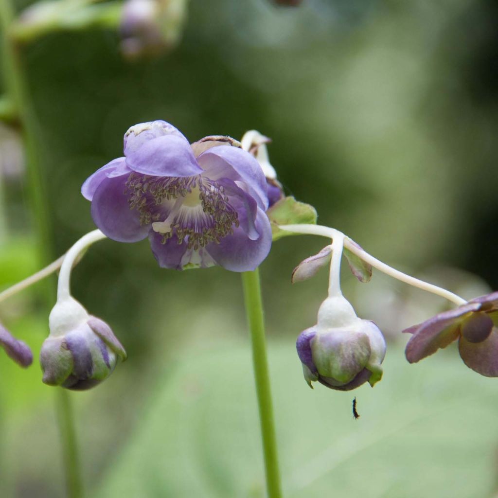 Deinanthe Blue Wonder