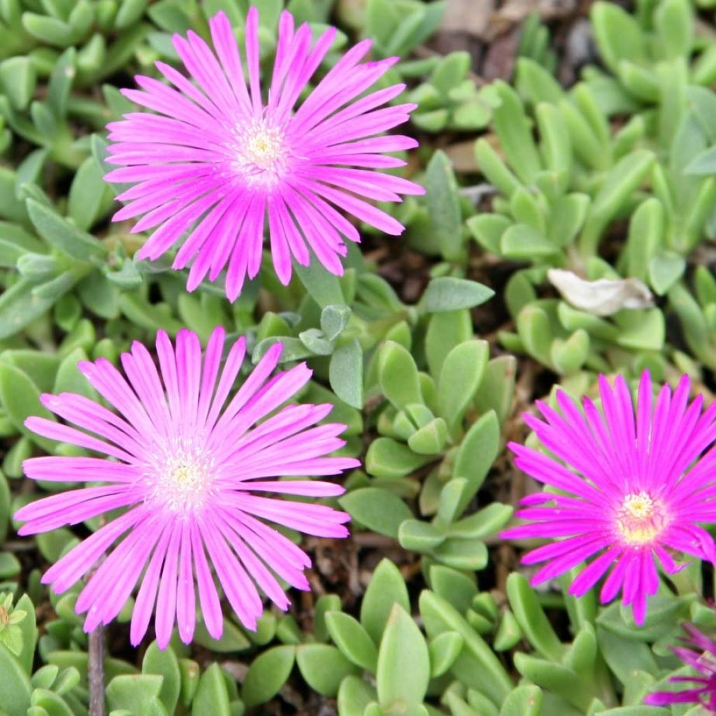 Delosperma cooperi Table Mountain