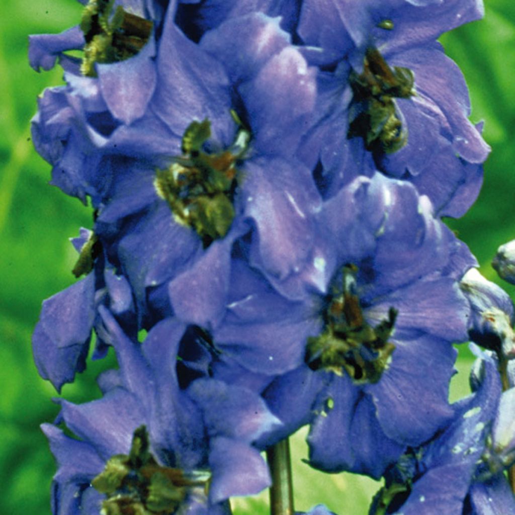 Delphinium Pacific-hybrid Black Knight - Speronella