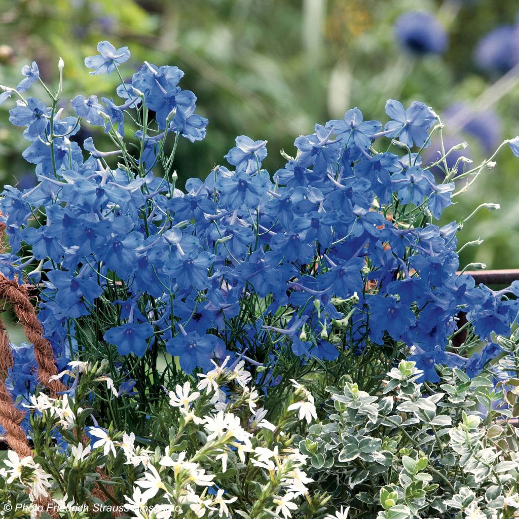 Delphinium grandiflorum Blue Diamonds - Speronella