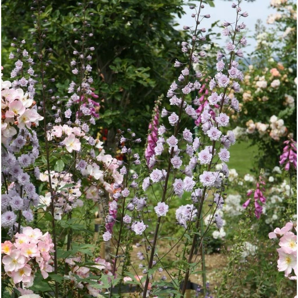 Delphinium elatum Highlander Cha Cha - Speronella elevata