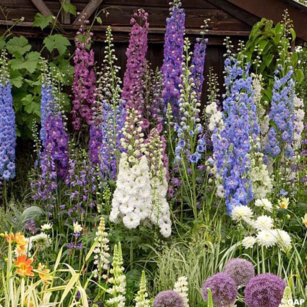 Delphinium Magic Fountain mix - Pied d'alouette hybride en mélange