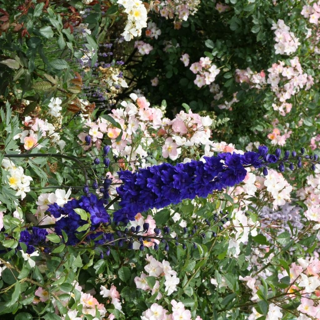 Delphinium Pacific-hybrid Black Knight - Speronella