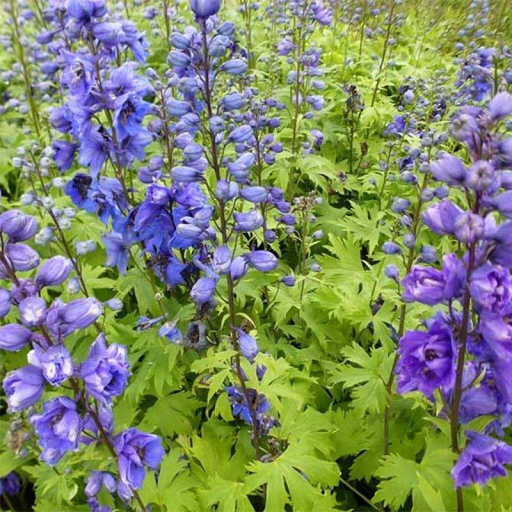 Delphinium Pacific-hybrid Blue Jay - Speronella