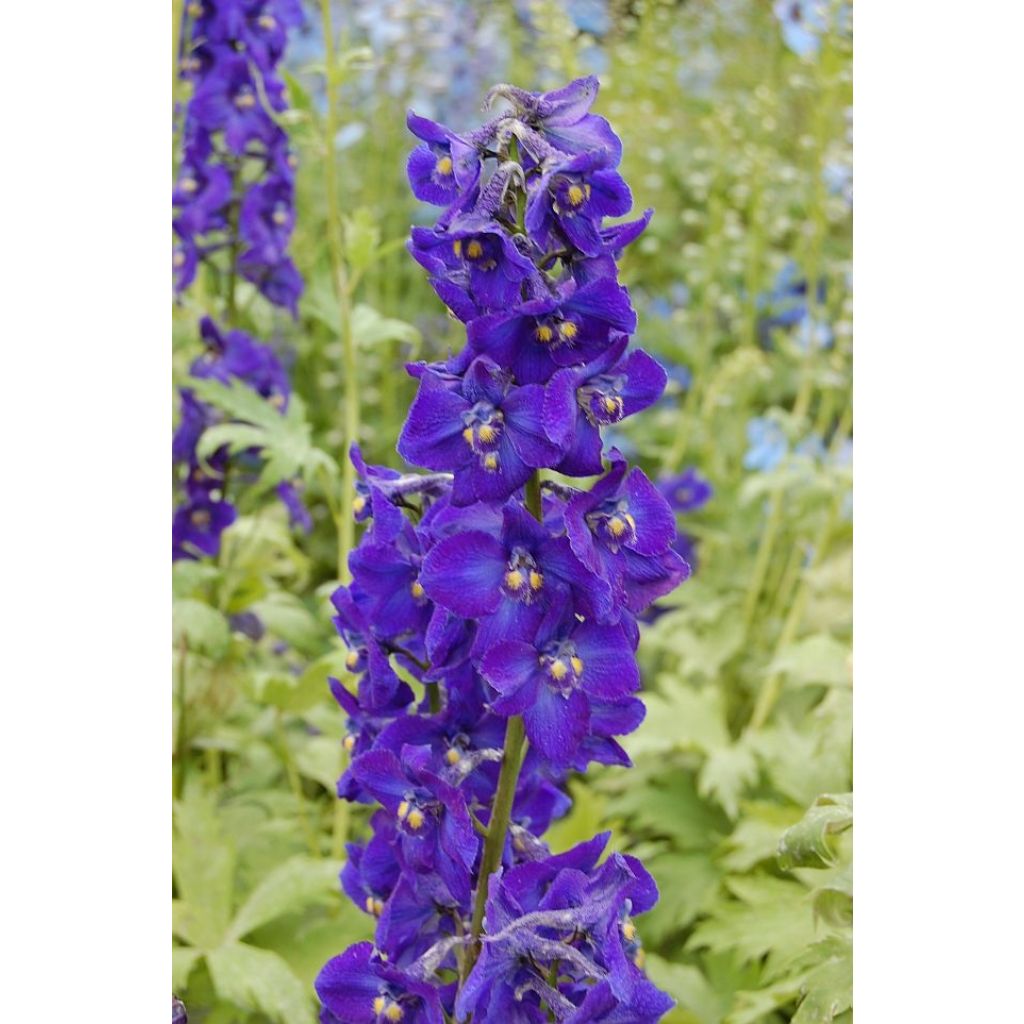 Delphinium belladona Delphinium belladonna Kleine Nachtmusik - Speronella