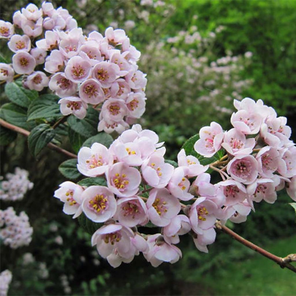 Deutzia compacta Lavender Time