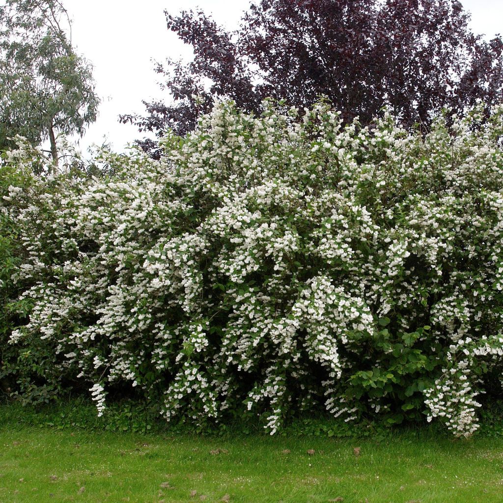 Deutzia crenata Pride of Rochester