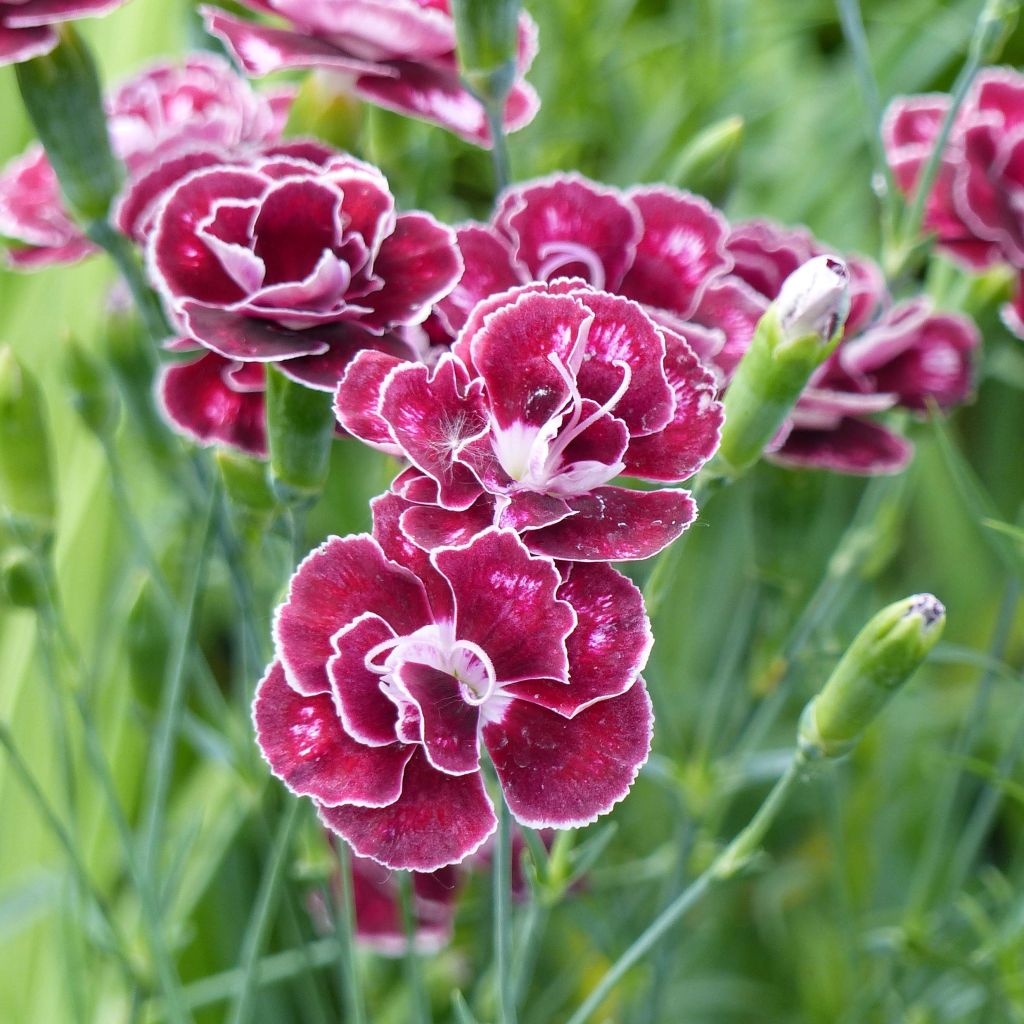 Dianthus alwoodii Romeo - Garofano