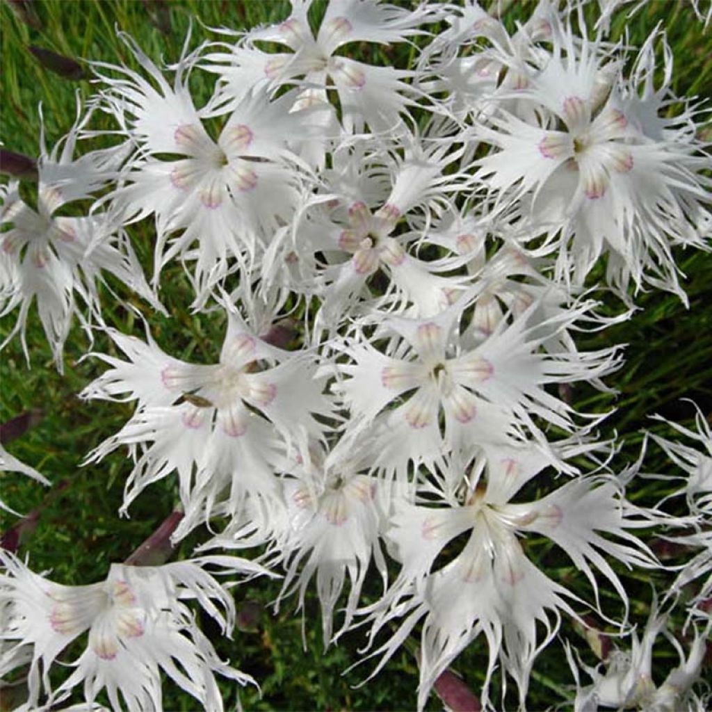 Dianthus arenarius - Garofano delle sabbie