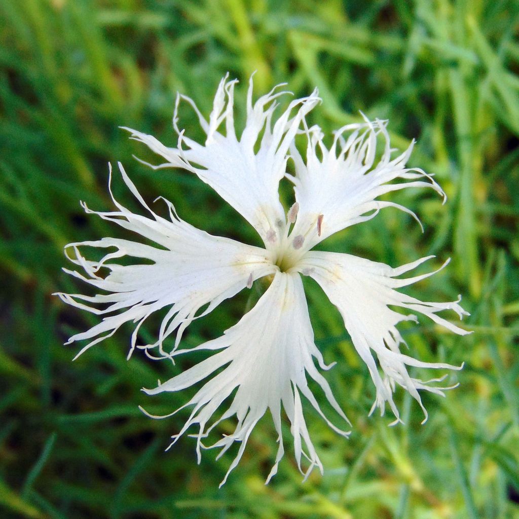 Dianthus arenarius - Garofano delle sabbie