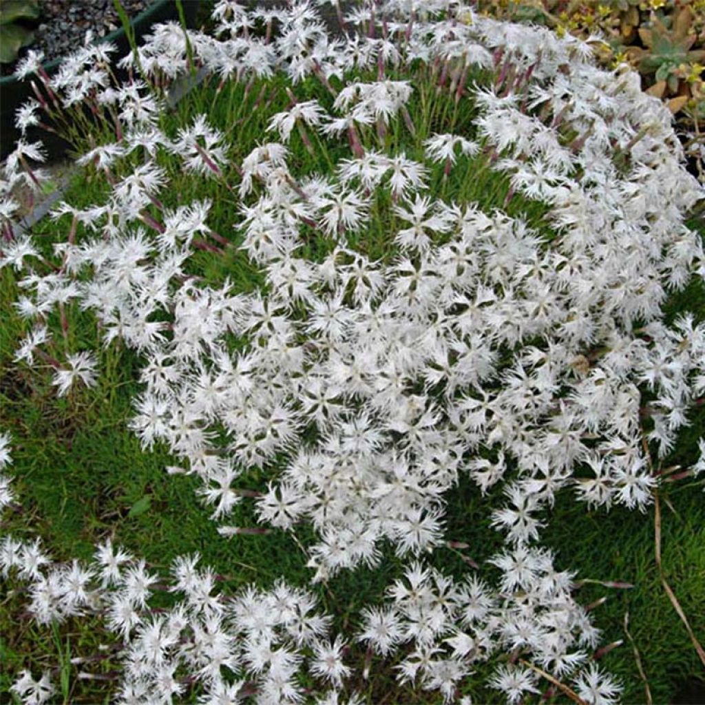 Dianthus arenarius - Garofano delle sabbie