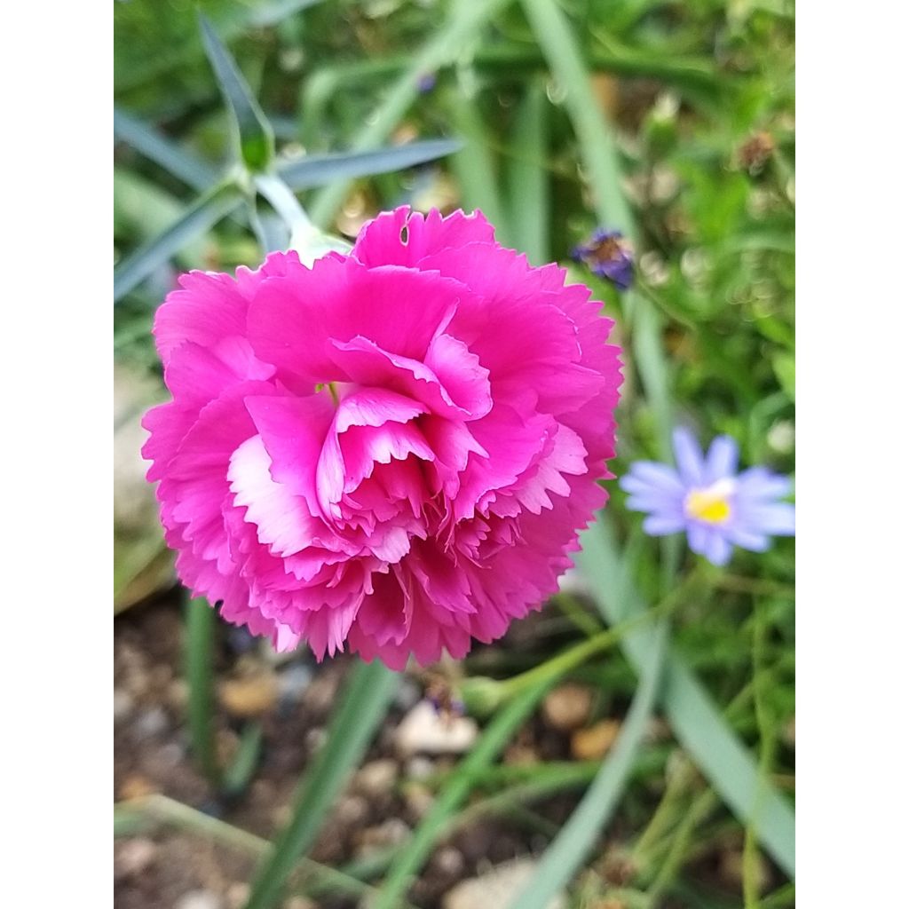 Dianthus plumarius Lily the Pink - Garofano strisciante