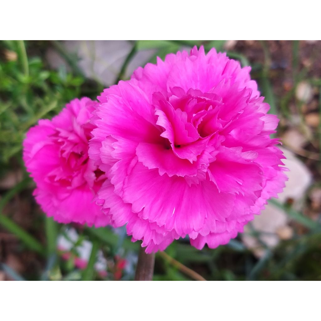 Dianthus plumarius Lily the Pink - Garofano strisciante