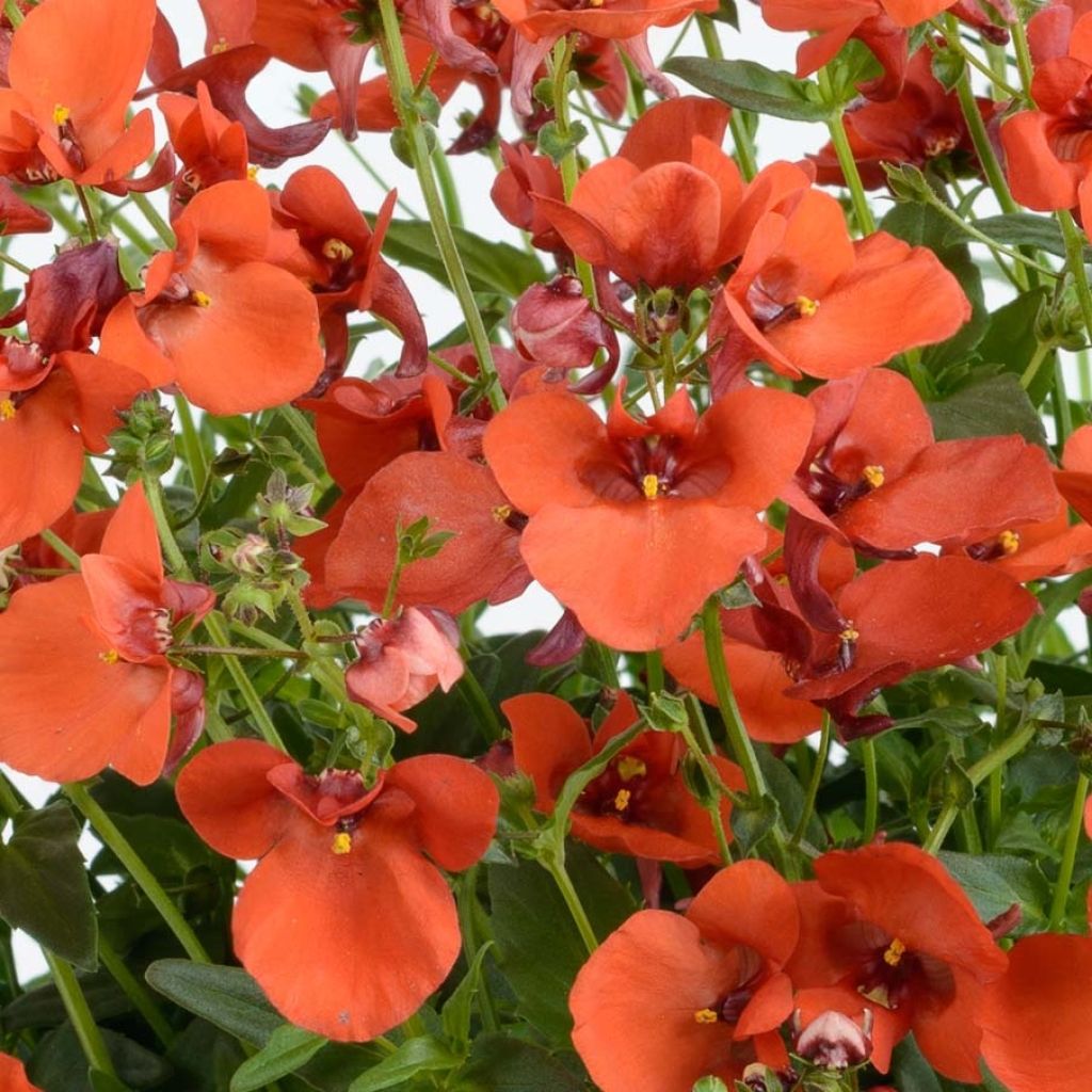 Diascia Breeze Plus Orange