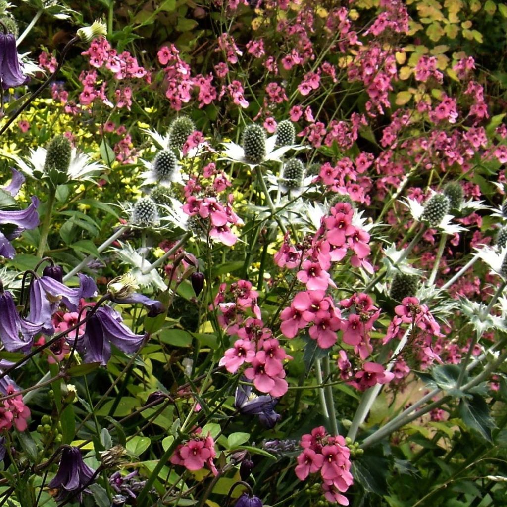 Diascia personata