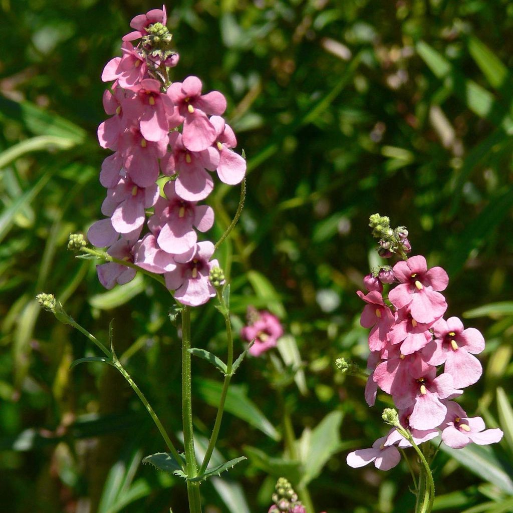 Diascia personata