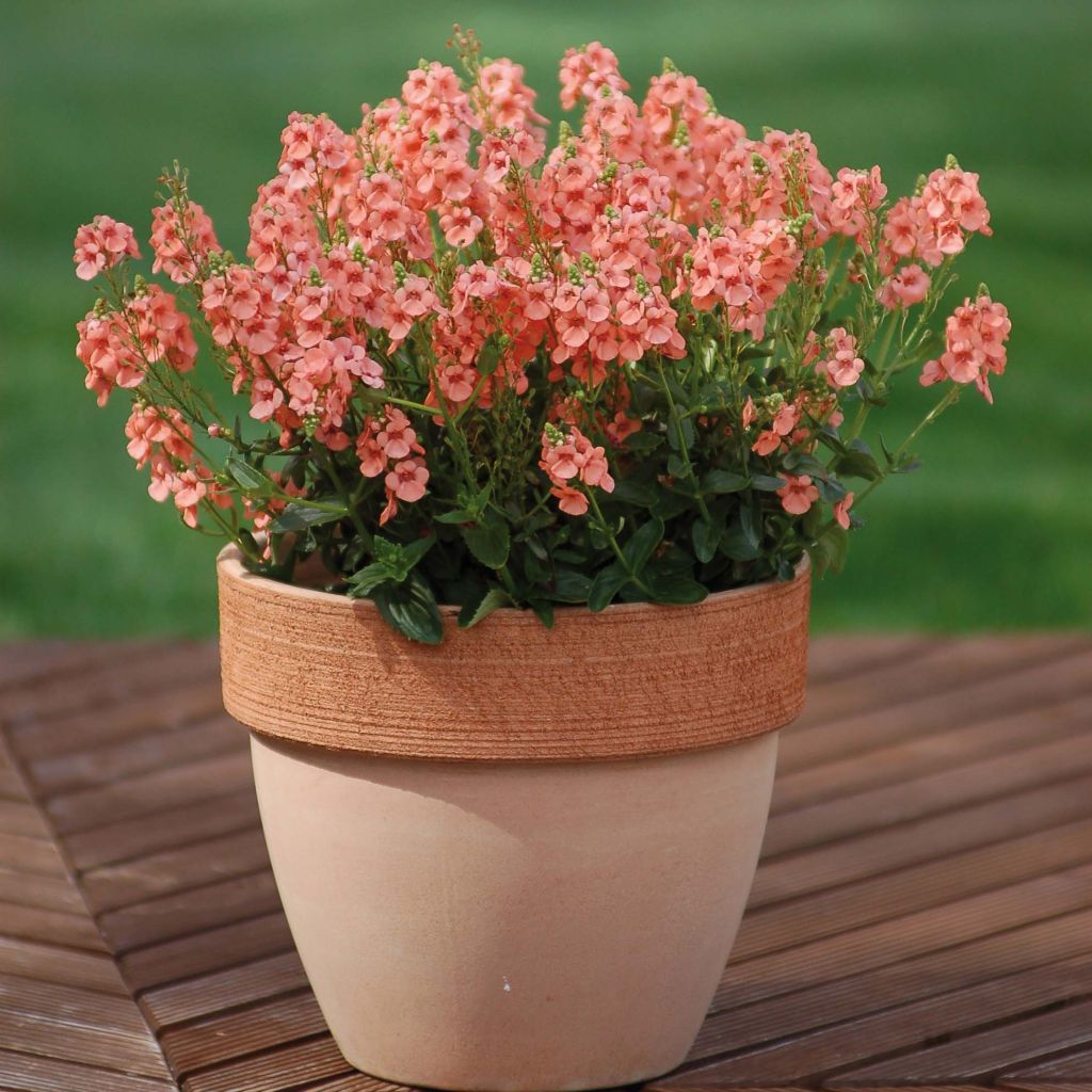 Diascia Sundascia Up Peach