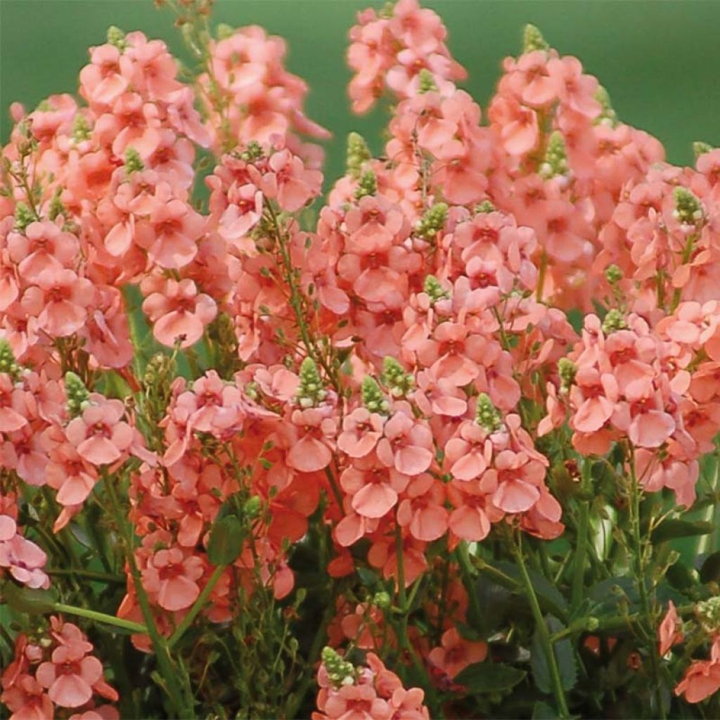 Diascia Sundascia Up Peach