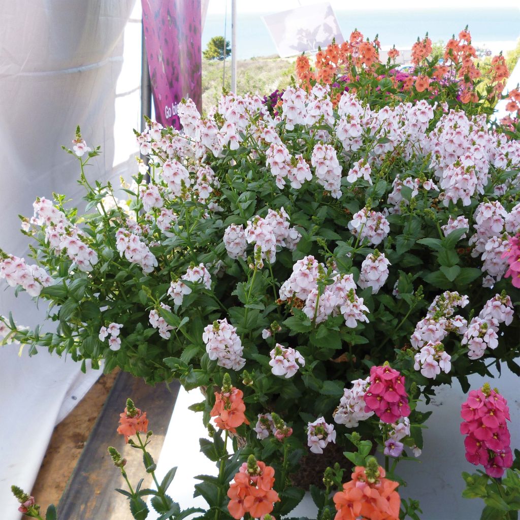 Diascia Sundascia Up Sakura Pink