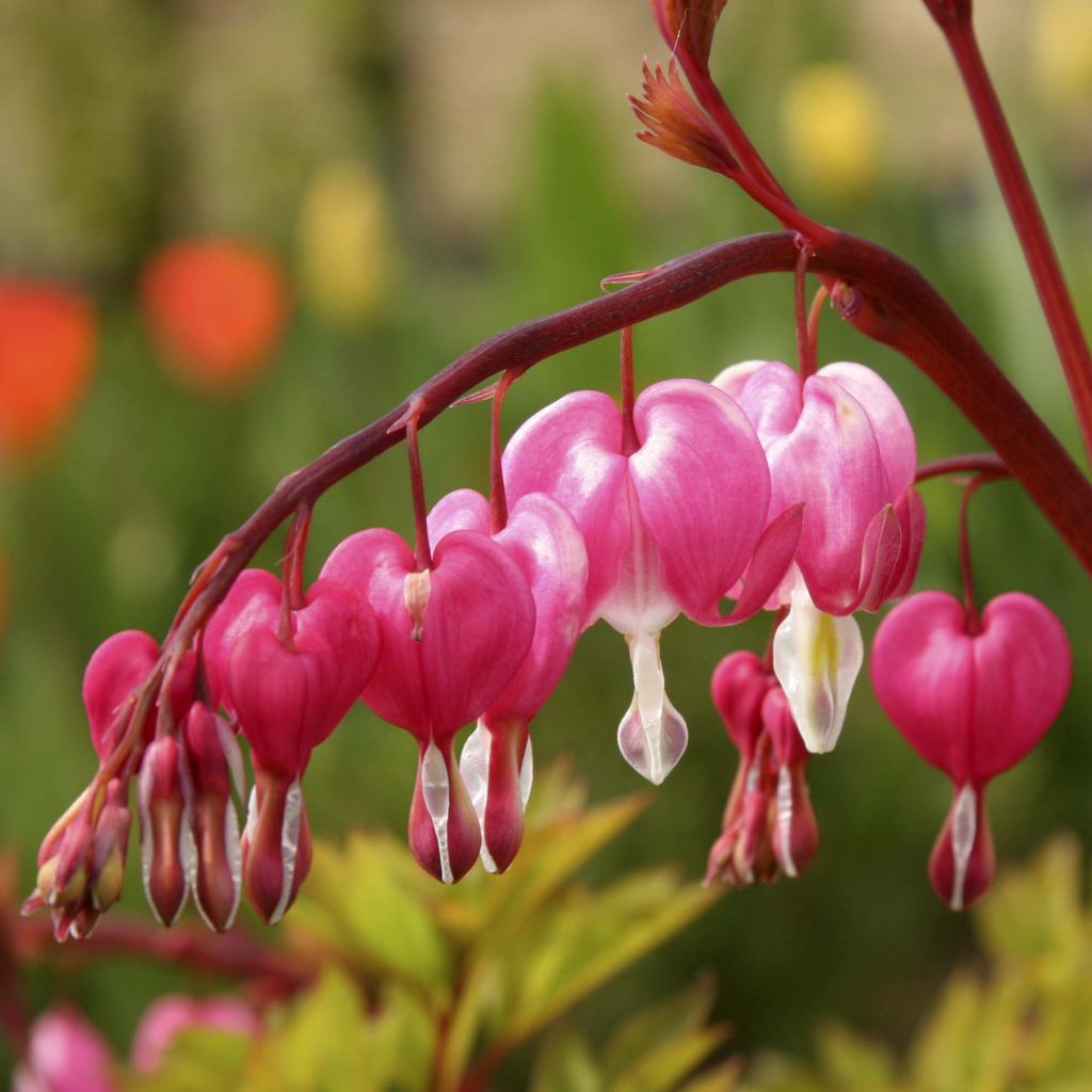 Dicentra spectabilis - Cuore di Maria