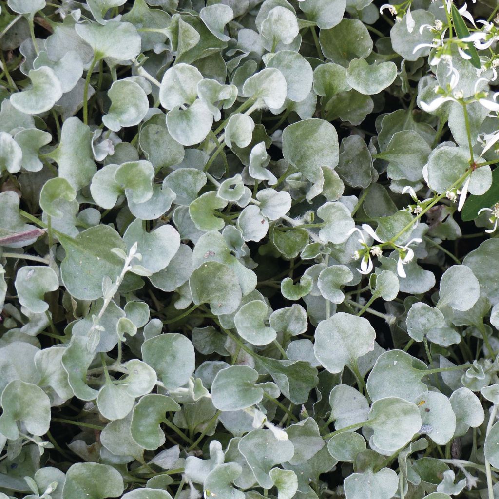 Dichondra argentea Silver Falls