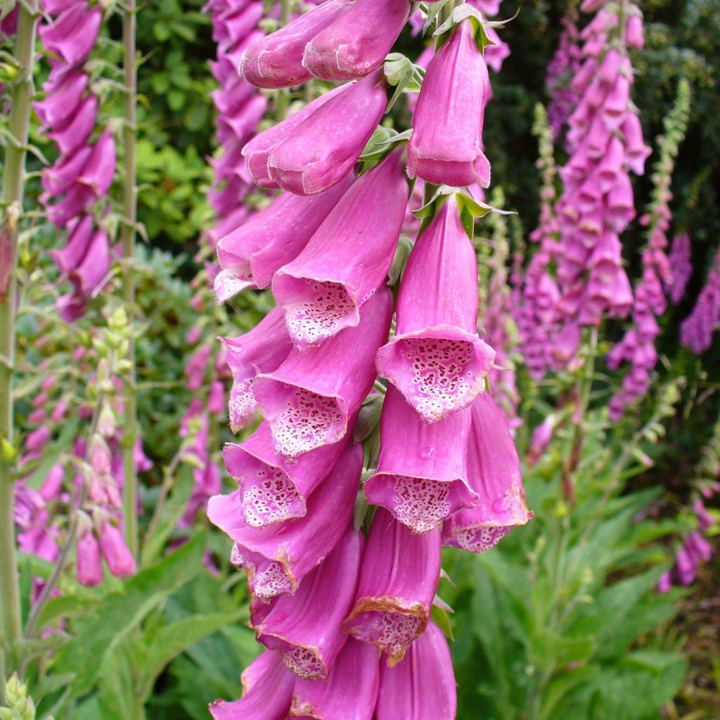 Digitalis purpurea - Digitale rossa