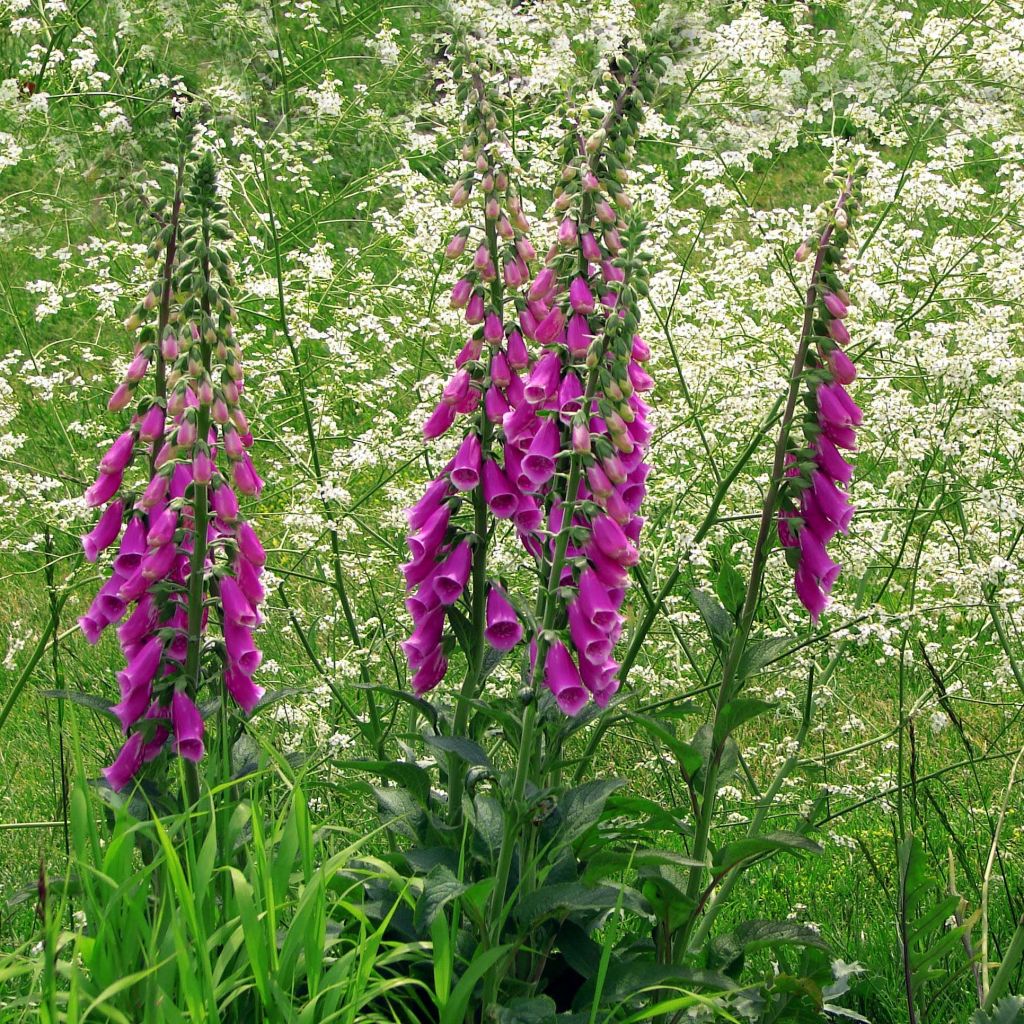 Digitalis purpurea - Digitale rossa