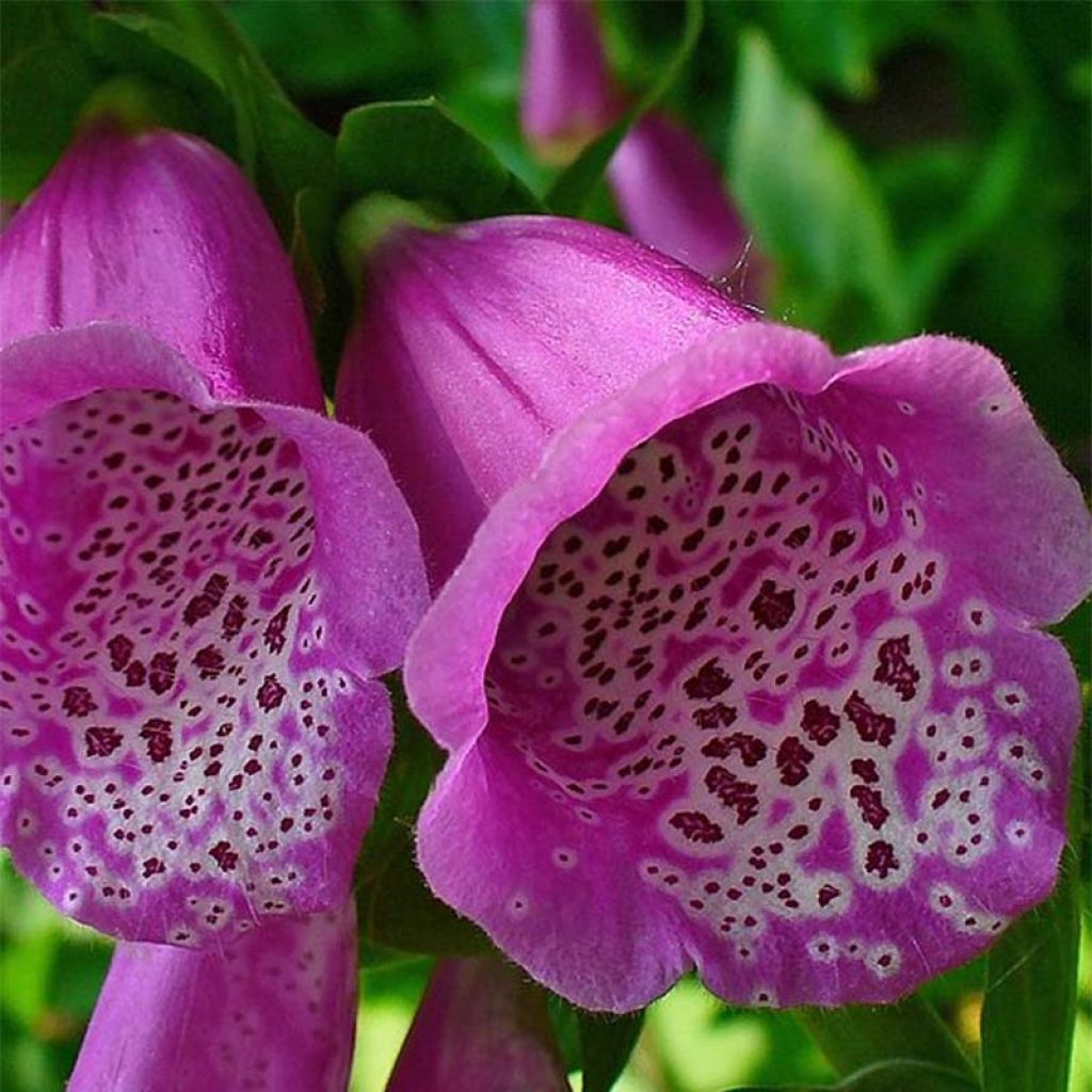 Digitalis purpurea - Digitale rossa