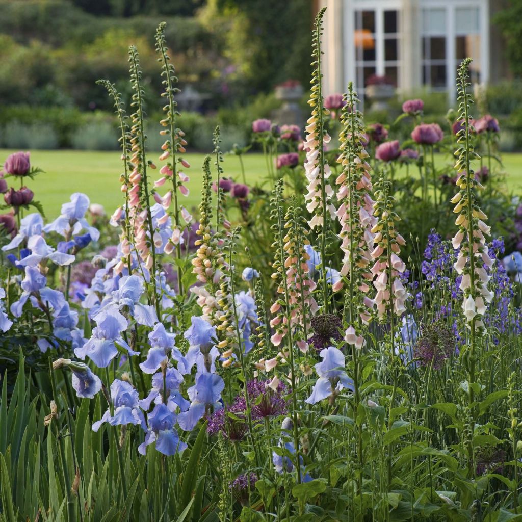 Digitalis purpurea Suttons Apricot - Digitale rossa