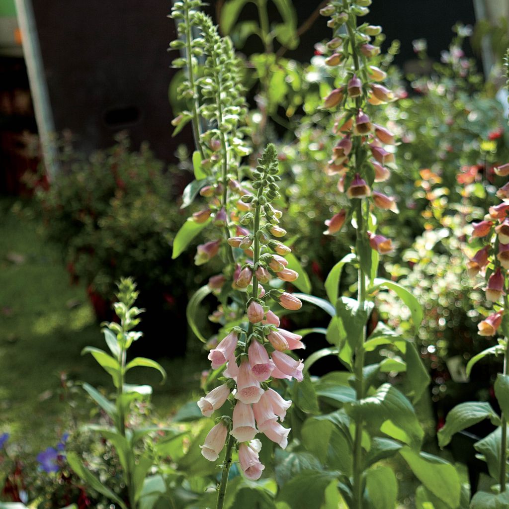 Digitalis purpurea Suttons Apricot - Digitale rossa