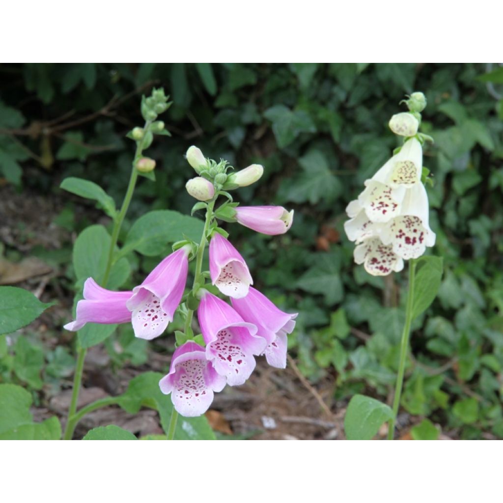 Digitalis Dalmatian - Digitale ibrido