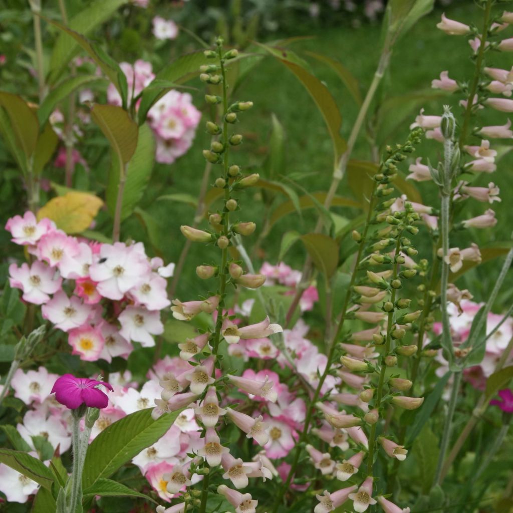 Digitalis Glory of Roundway - Digitale ibrido