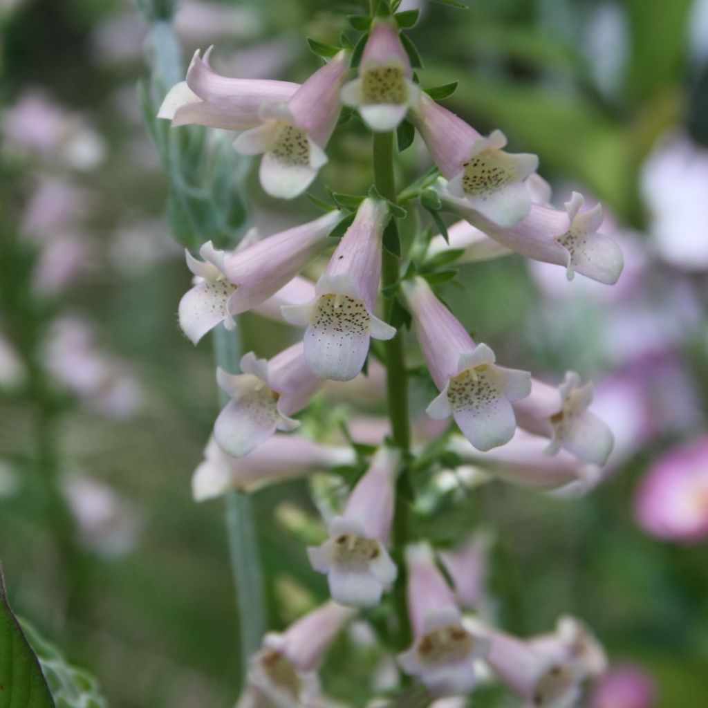 Digitalis Glory of Roundway - Digitale ibrido