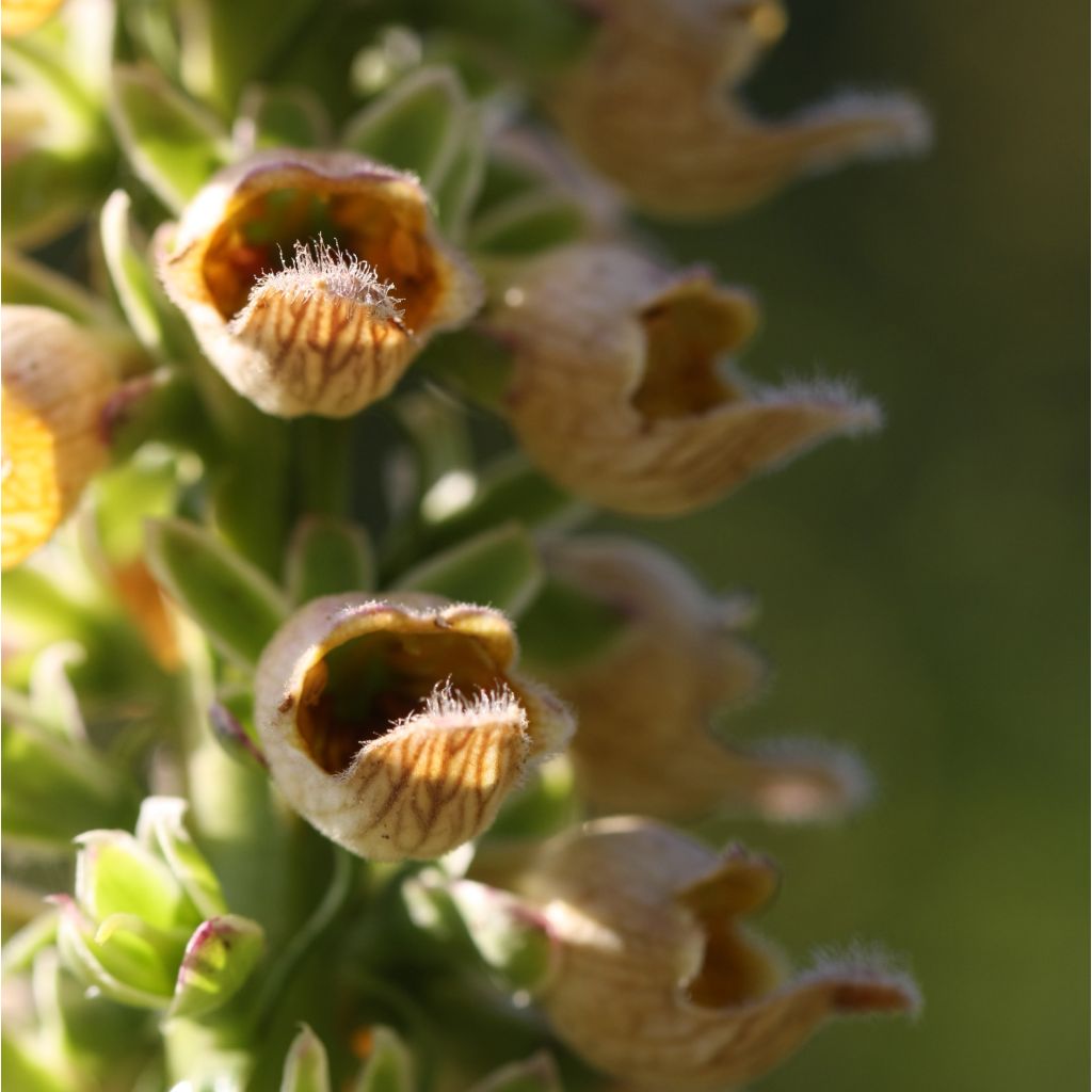 Digitalis ferruginea Gigantea - Digitale bruna