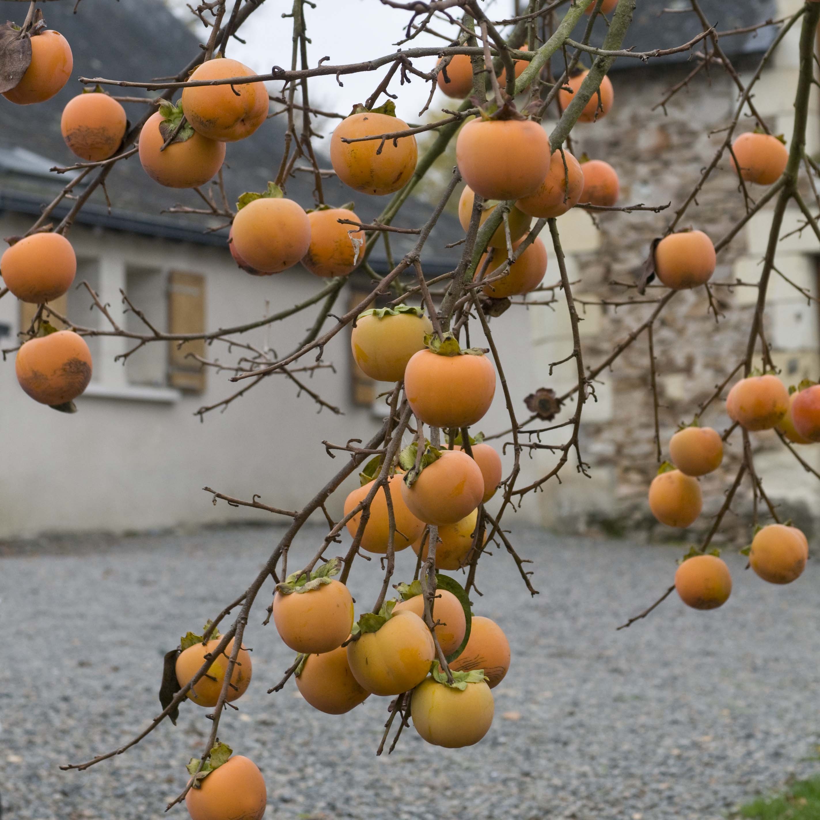 Diospyros kaki - Cachi