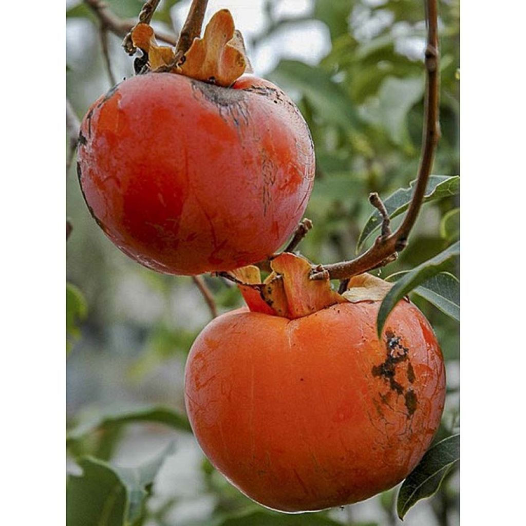 Mini kiwi Actinidia arguta Red Jumbo