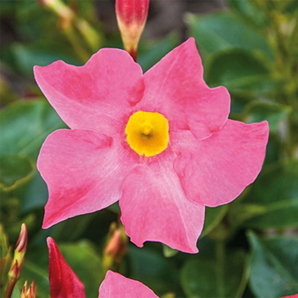 Dipladenia Bella Pink