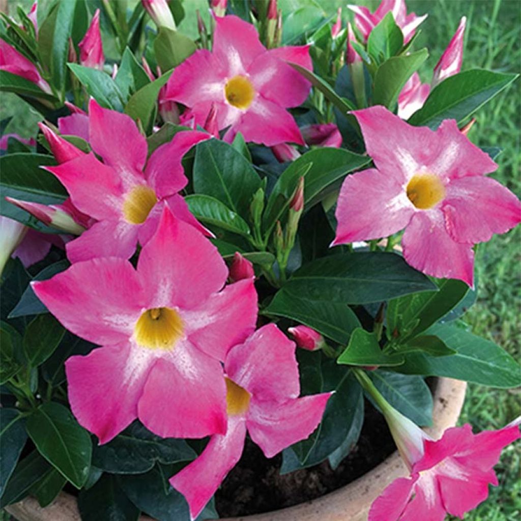 Dipladenia Bella Pink Star